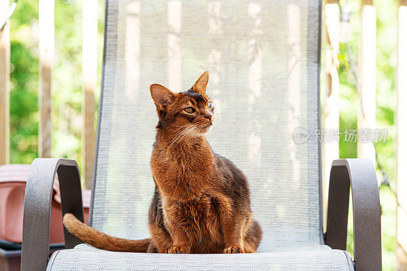 阿比西尼亚猫