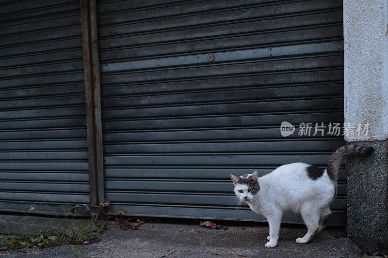 一只愤怒的猫站在紧闭的百叶窗前