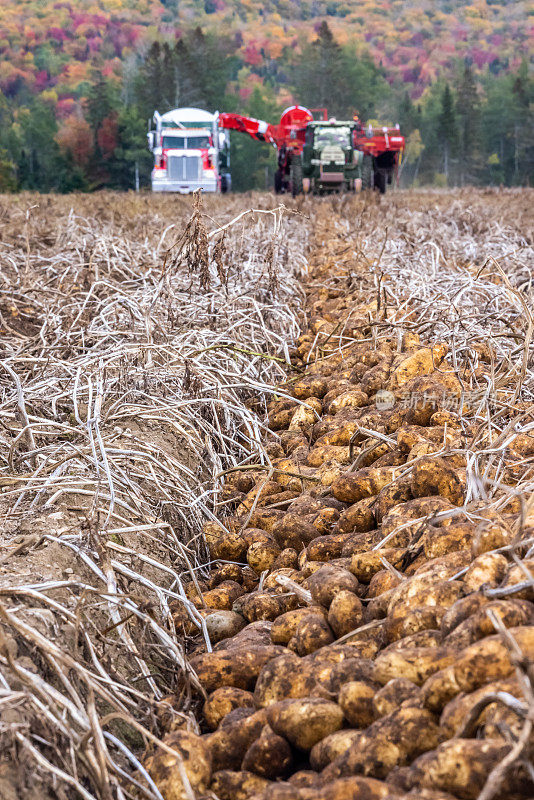秋天收获新鲜土豆的拖拉机、卡车和农业机械