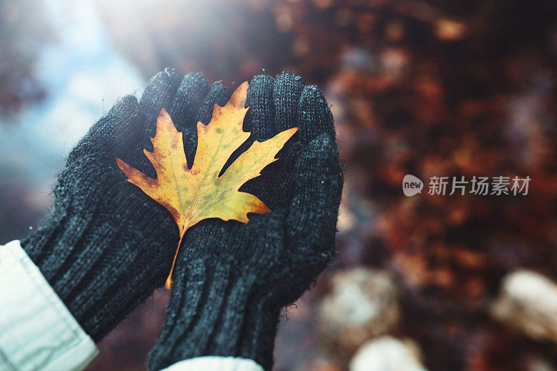 手牵秋天的枫叶