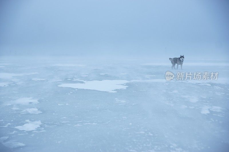 冬天天气不好的时候，哈士奇在海湾的厚冰上行走