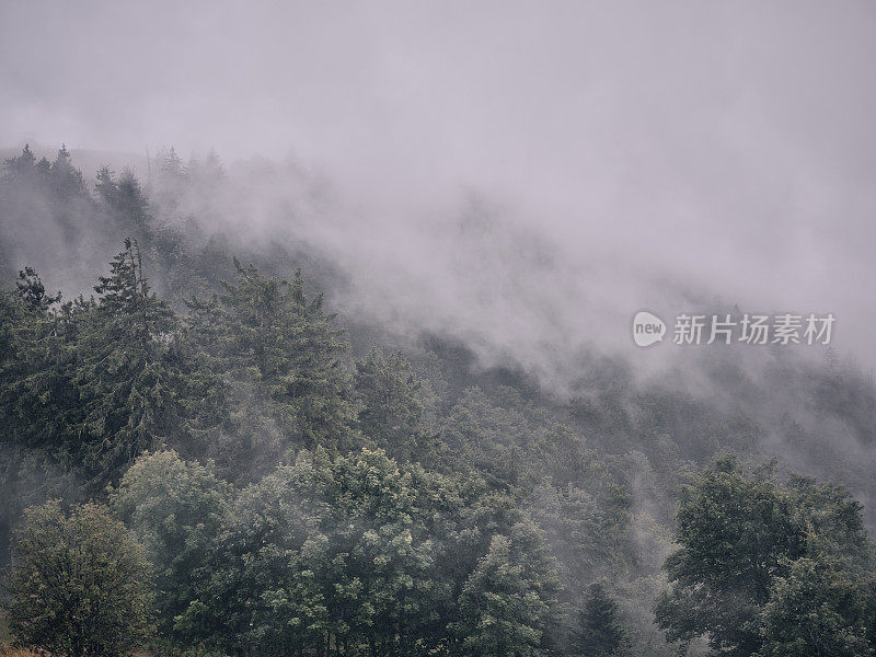 雾从山林中升起的风景