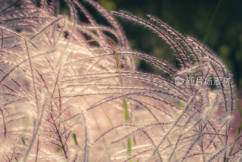 春天的草地。自然背景。花和植物。