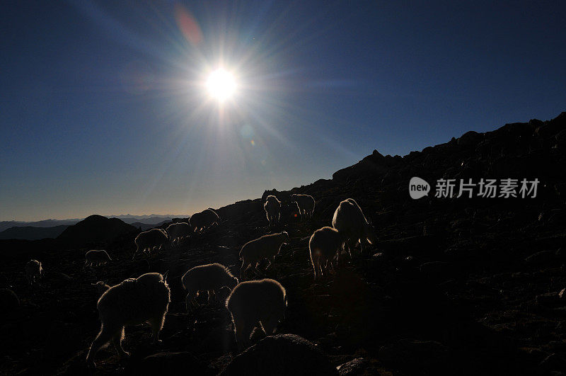 美国科罗拉多州埃文斯山，一群山羊在阳光下的轮廓