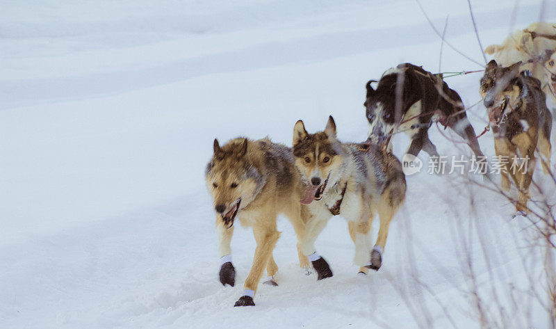 雪橇犬-阿拉斯加雪橇犬