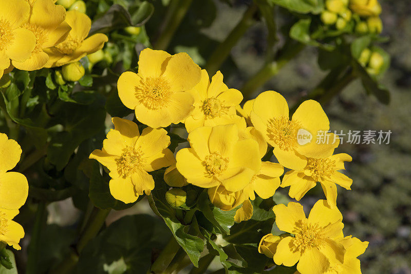 沼泽金盏花(沼泽金盏花)