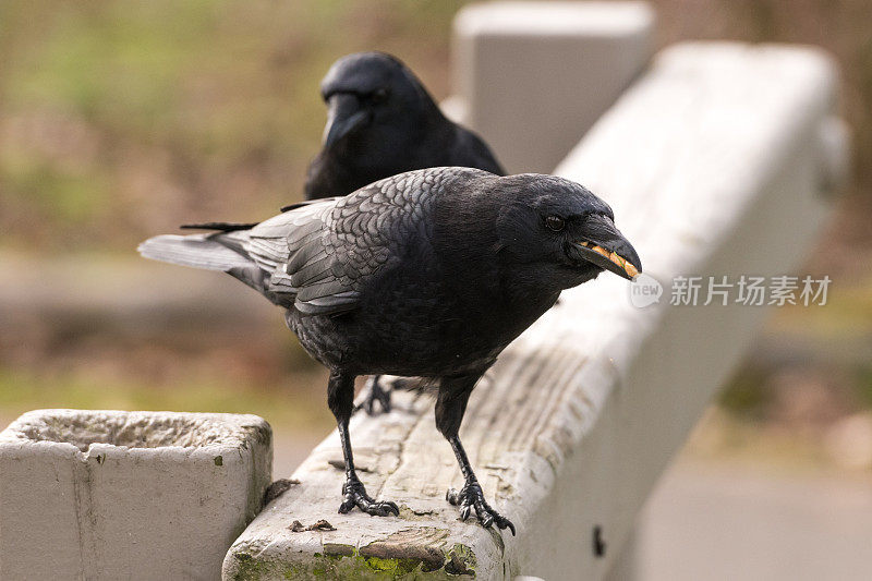 西雅图的乌鸦