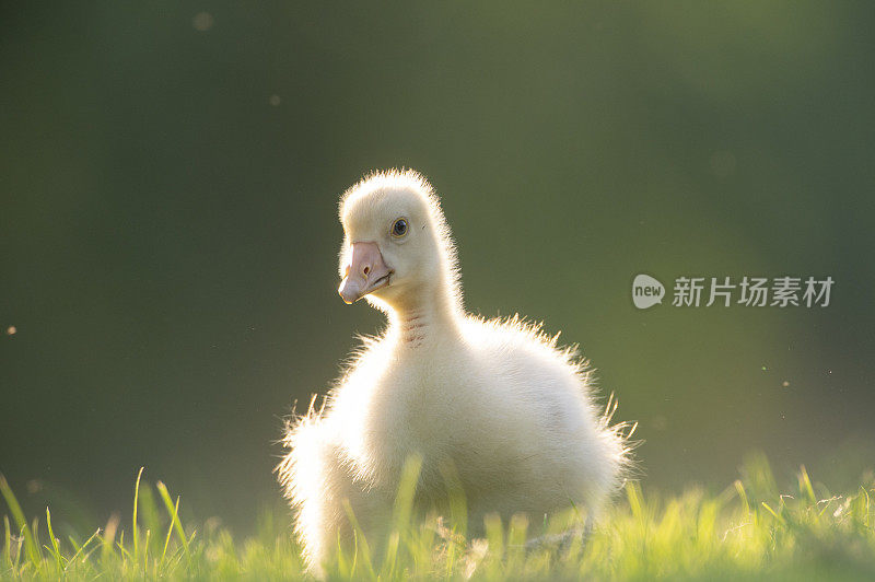 在一个春天的傍晚，家鹅在草地上孵小鹅