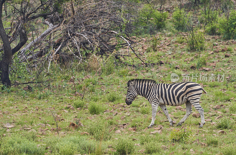 夏天在南非美丽的兰斯堡国家公园的野生斑马