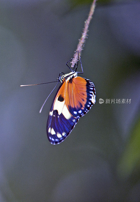 机械云森林蝴蝶，亚马逊，厄瓜多尔，南美洲。
