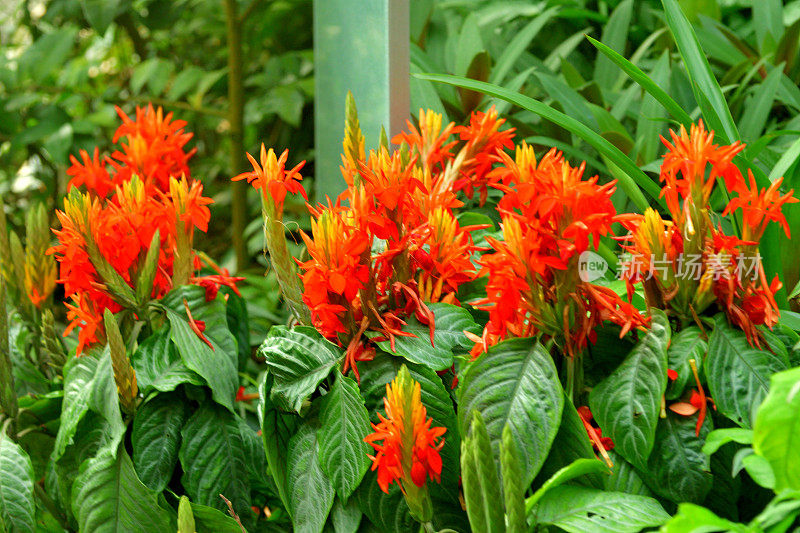 红色开花植物特写镜头