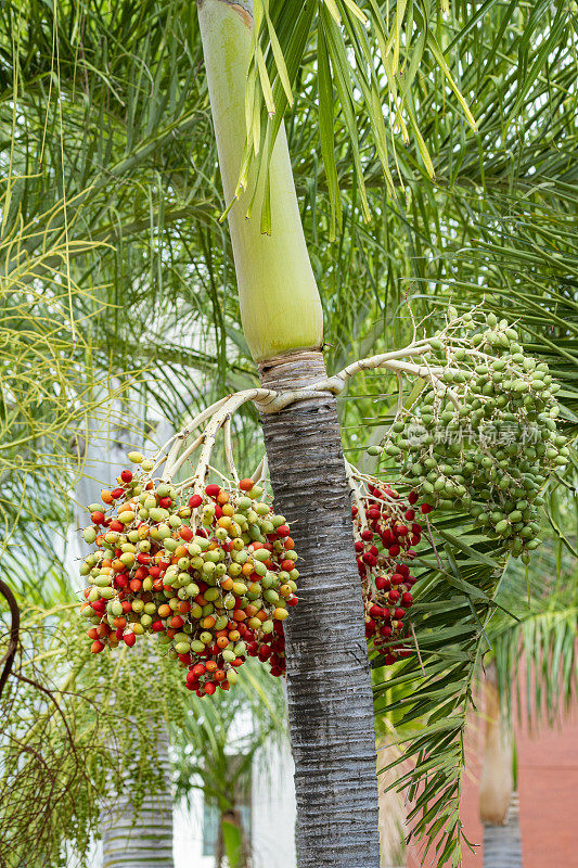 长有果实的石竹棕榈树