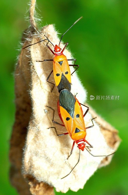 在干叶上交配的红棉虫-动物行为。