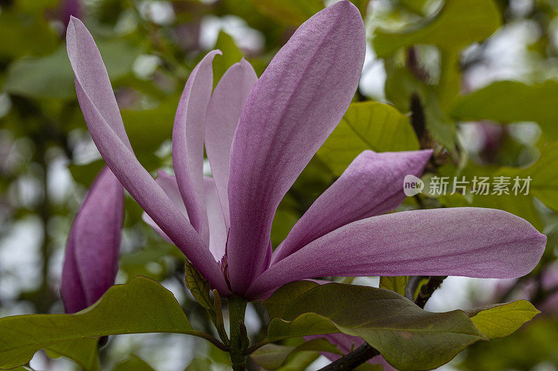 木兰树开花