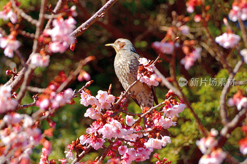 樱花和棕耳白头翁