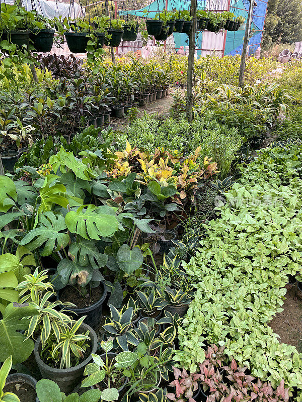 在印度花园中心显示的盆栽热带植物和灌木的图像，升高的观点，重点放在前景