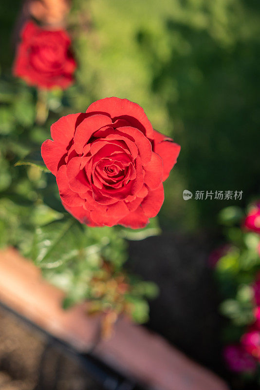 红玫瑰在花园里从上面