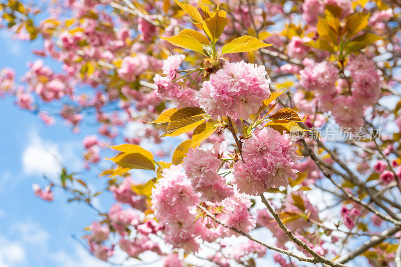 樱花特写(satozakura)