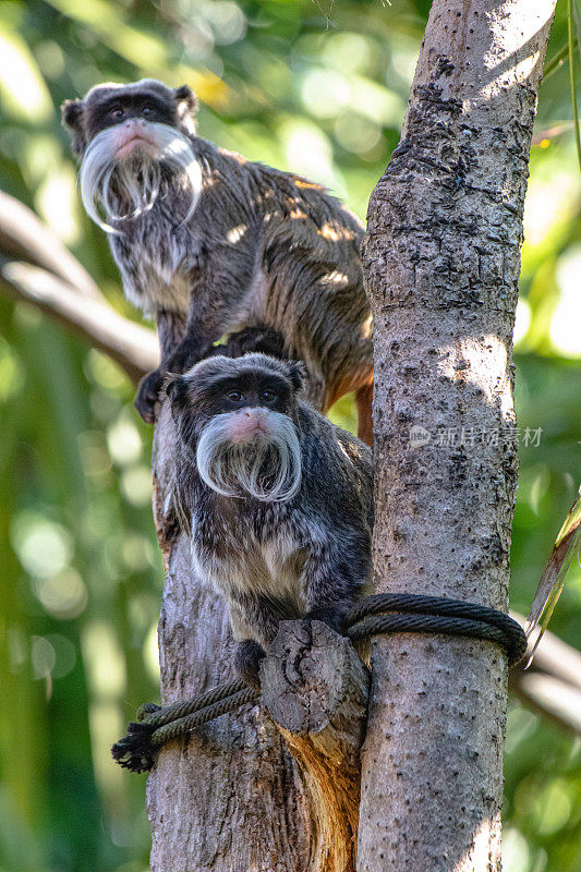 一对绢毛猴紧紧地贴在树上