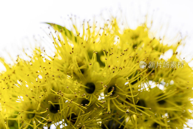 特写灌木与美丽的本土黄花，复制空间的背景