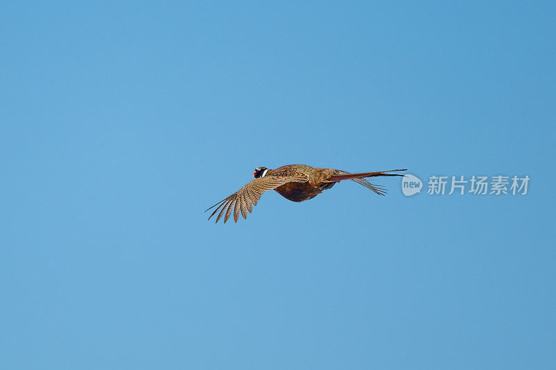 环颈野鸡在蔚蓝的天空中飞翔