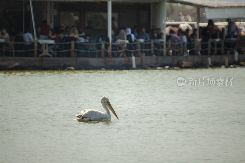 宁静海面上栖息的鹈鹕