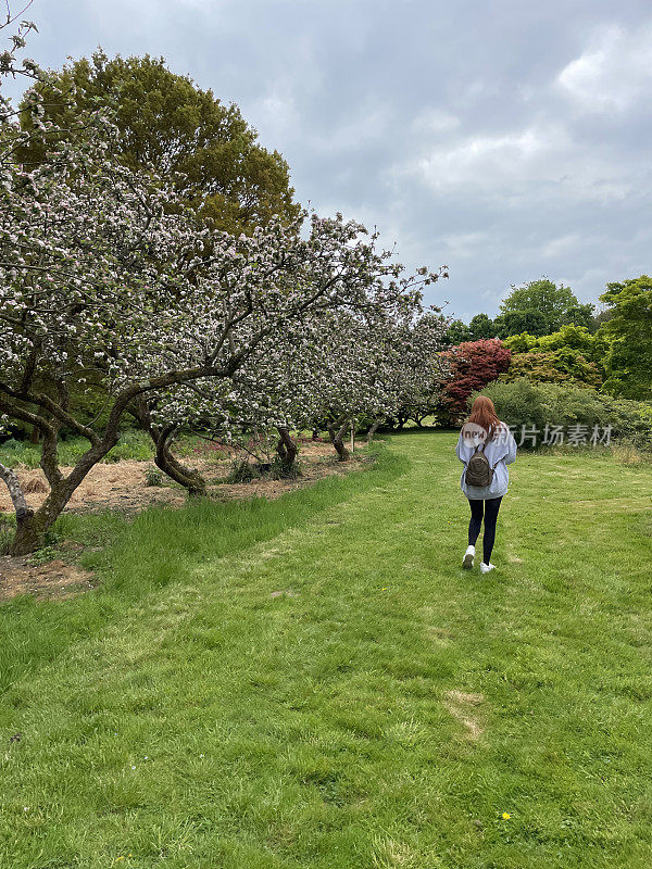 形象的女人与长红头发与背包步行通过果园的白色开花苹果树(海棠花)，绿色的割草，天空与蓬松的云，后视图