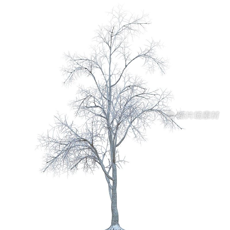冬天的树在雪孤立在白色背景3d插图
