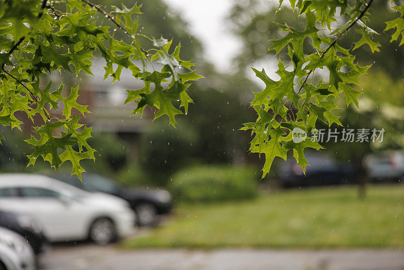 住宅区的夏雨。聚焦在树叶上，社区模糊在背景中。