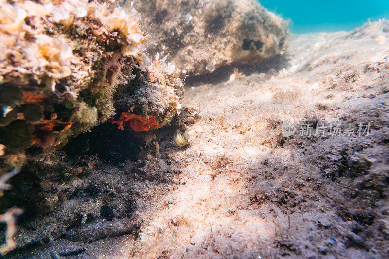 海底的珊瑚和海藻