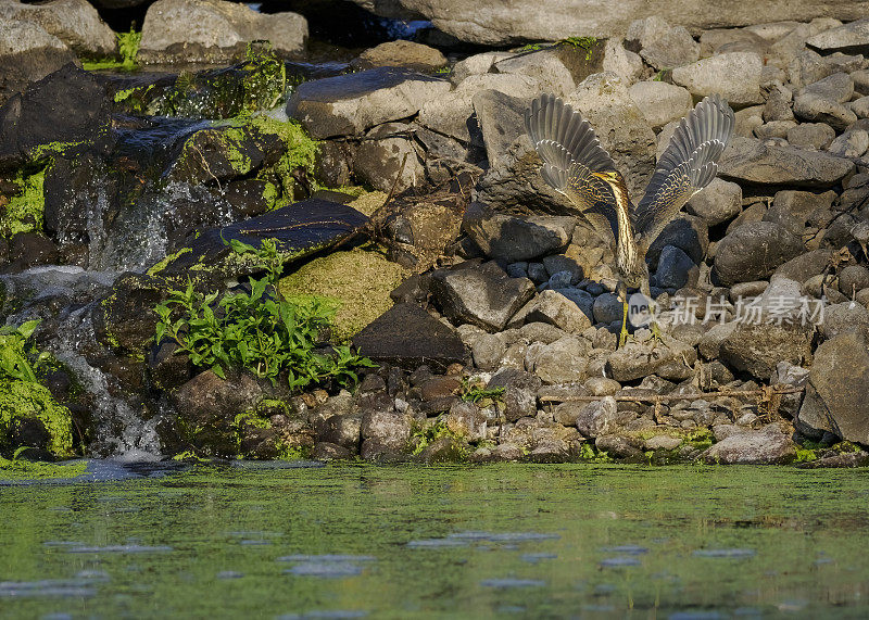 绿鹭准备飞湿地水域边缘俄勒冈州