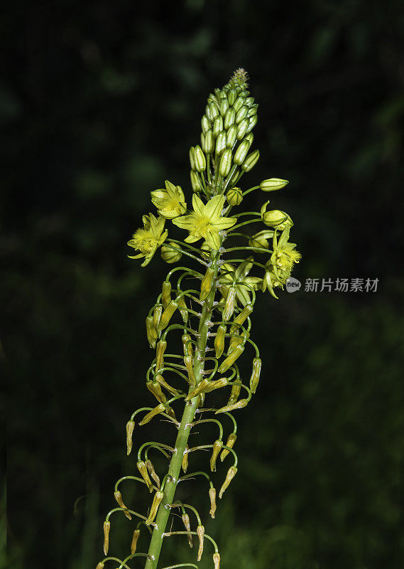 球根是球根属植物的一种，产于非洲东部和南部。肯尼亚马赛马拉国家保护区。