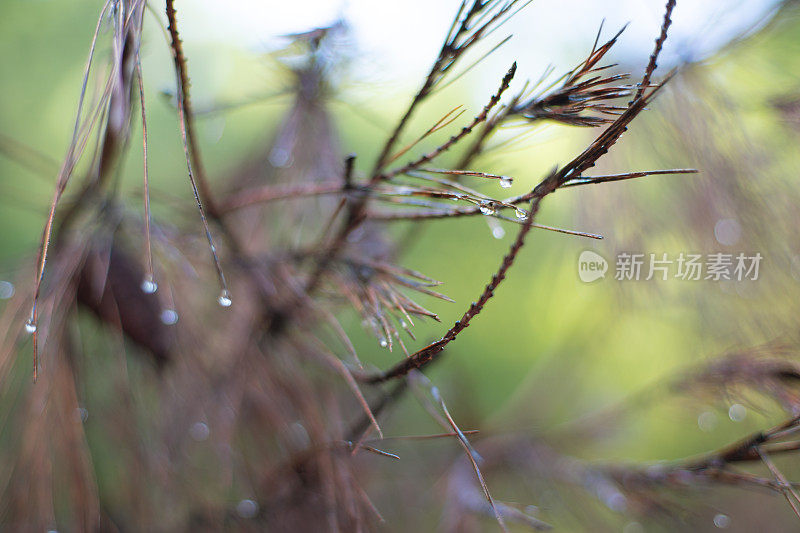 松树叶子上的雨滴