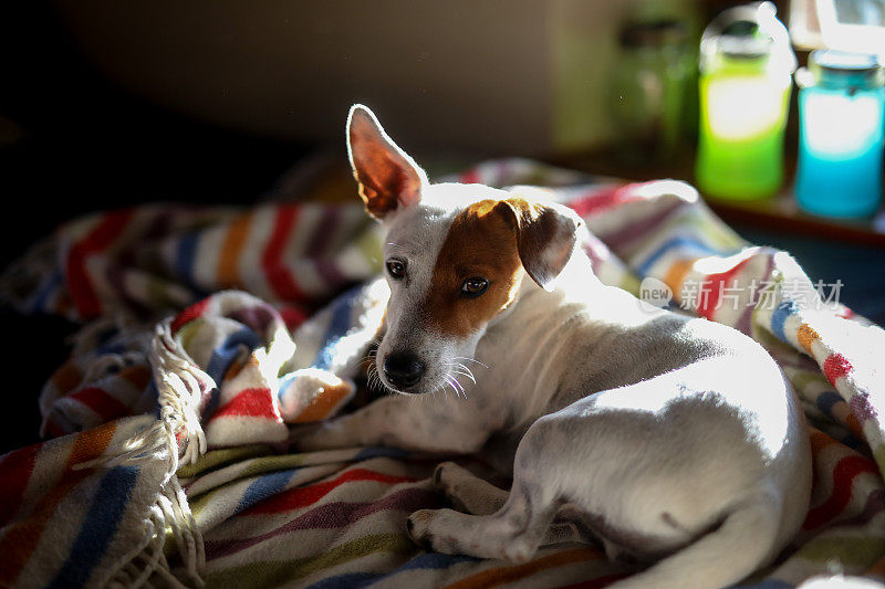 一只小狗杰克罗素狗躺在毯子上