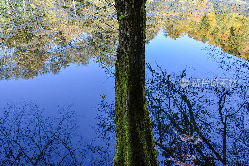 自然背景，树木在湖面上的倒影