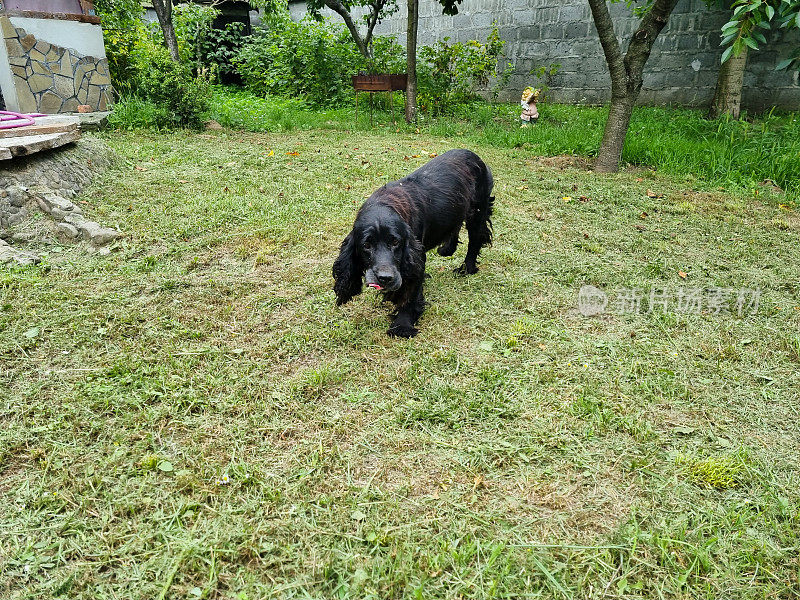 邋遢的西班牙猎犬