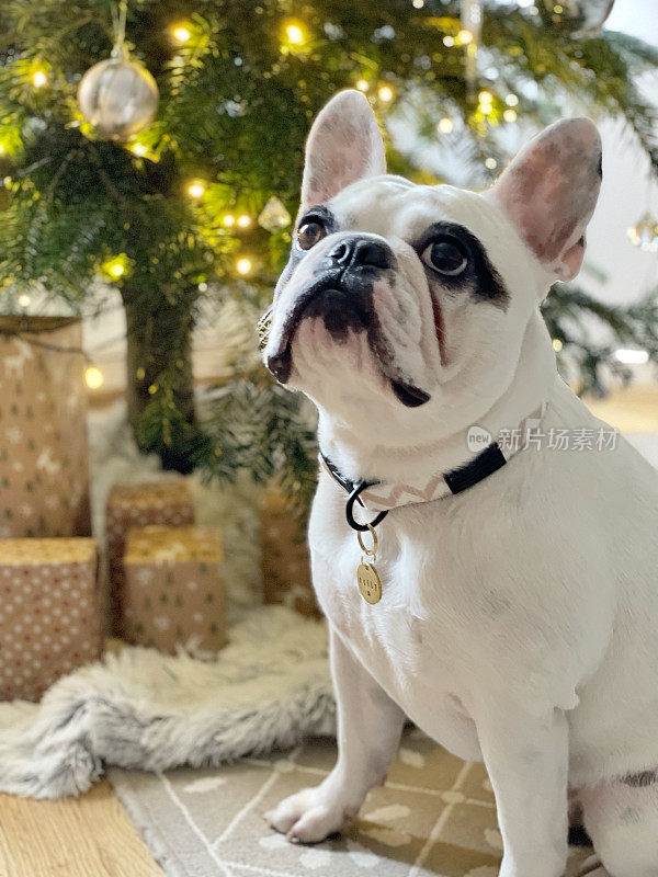 小狗坐在圣诞树下带着礼物