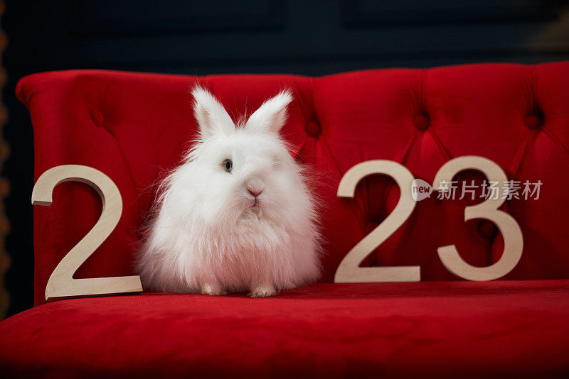 象征2023年新年的动物在室内摆姿势。