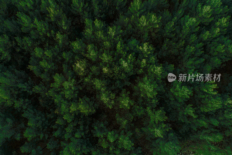 鸟瞰美丽的绿色松树林