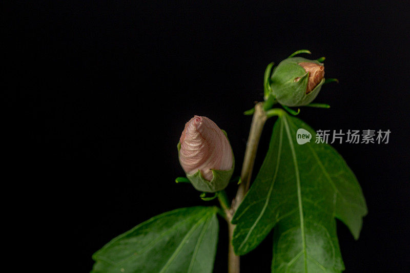 一张芙蓉花在黑色背景上绽放和生长的照片。百合花盛开，芙蓉花蕾绽放。