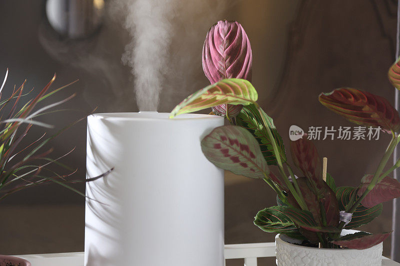 窗台上的超声波加湿器将水蒸气喷洒在家用植物之间