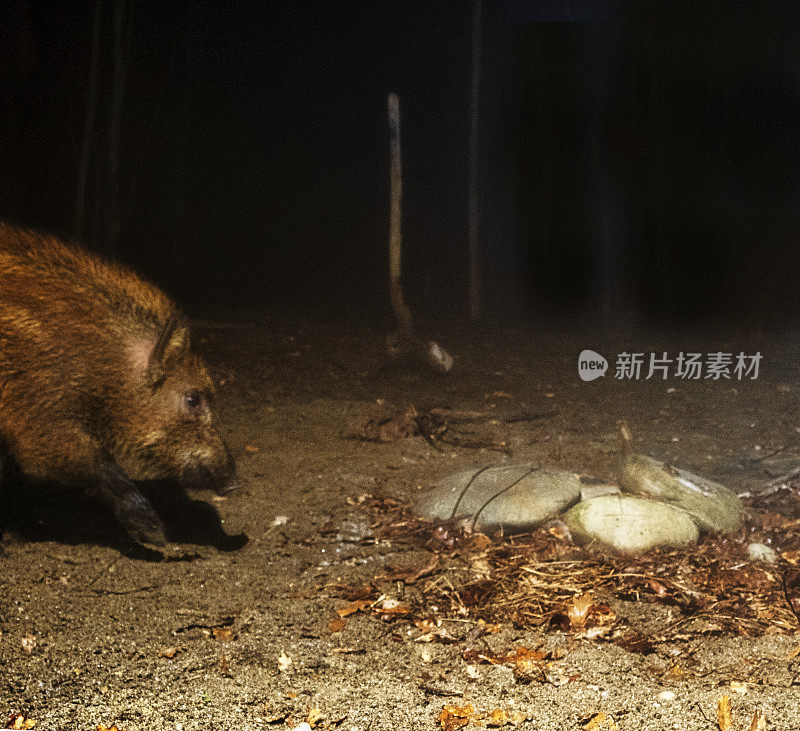 森林里的野猪，用摄像机捕捉到的