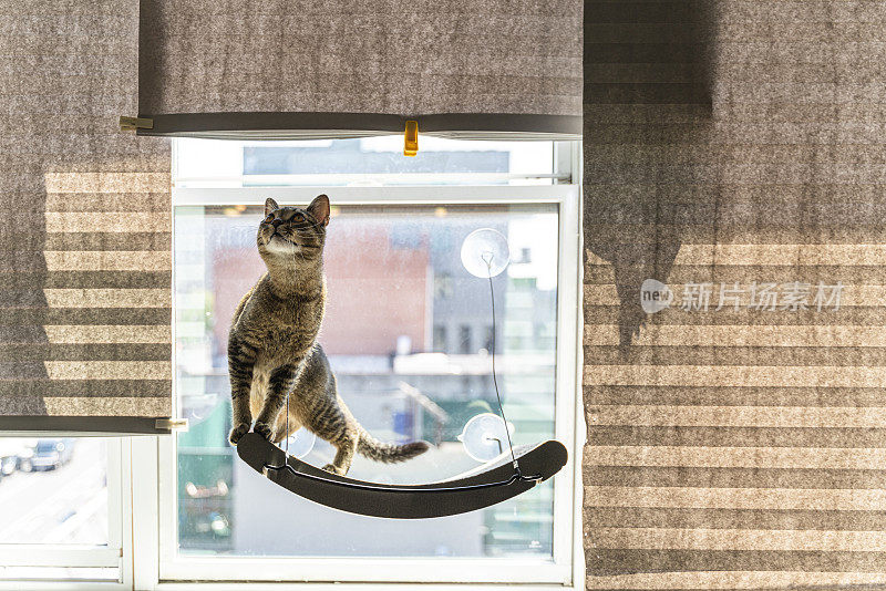 猫在猫窗栖木上玩耍。