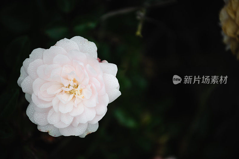 白玫瑰花园