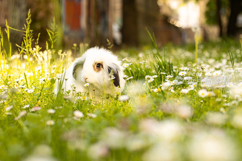 侧视图上的小白兔在草地上花，春天。