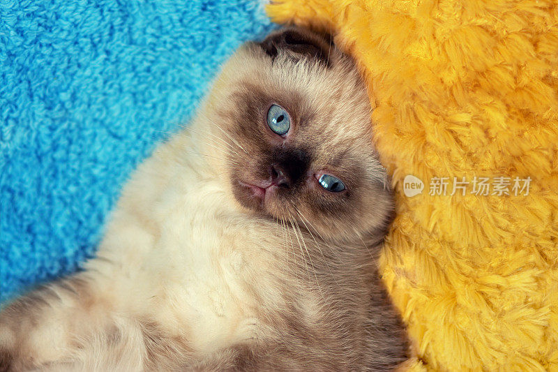 可爱的海豹点苏格兰折耳猫躺在蓝黄相间的毯子上
