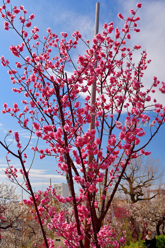 东京，日本公园里盛开的梅花