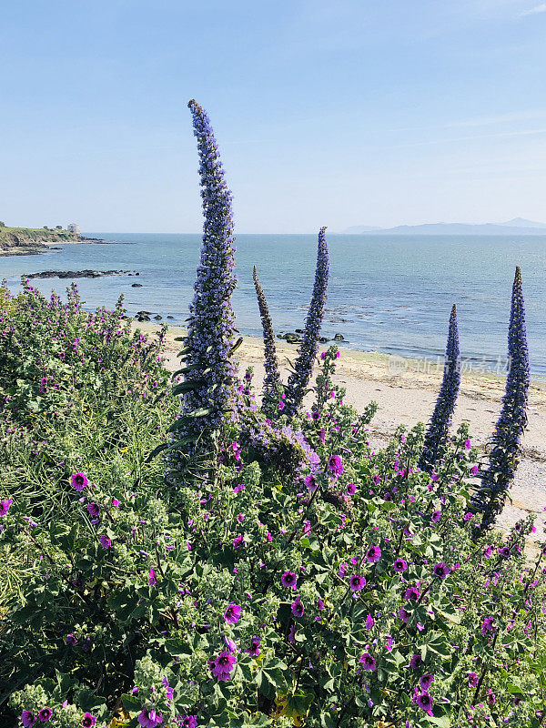 阳光沙滩上的奇异紫罗兰花。松柏棘棘或树棘棘，松柏棘棘，巨毒蛇棘棘，或宝石塔
