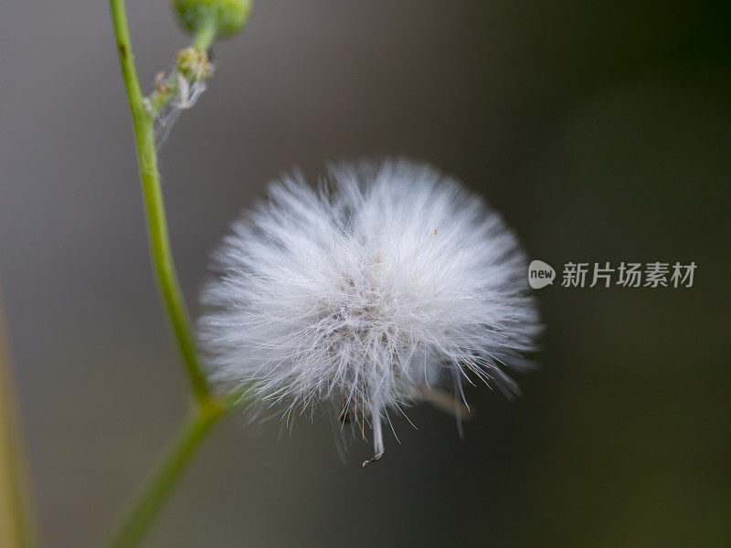 普通蒲公英微距镜头