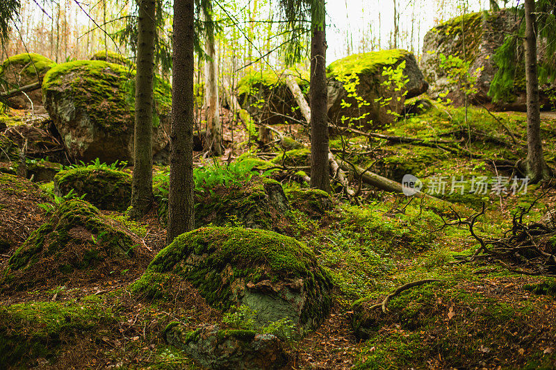 精灵森林。苔藓的石头。树